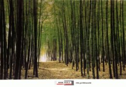 QSL NHK World Japan Радио Японии Апрель Май 2018 года